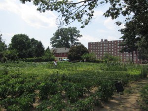 Community Gardening at Riverview Apartments